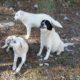Zorro Dogsavior E. V. - Tierhilfe für den Norden Griechenlands - Schicksale - Pensionskosten