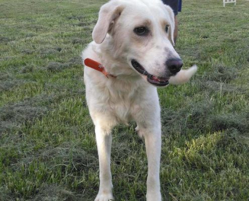 Zorro Dogsavior E. V. - Tierhilfe für den Norden Griechenlands - Ein neues Zuhause - Vermittlung - Patenschaft - Hund - Bailey