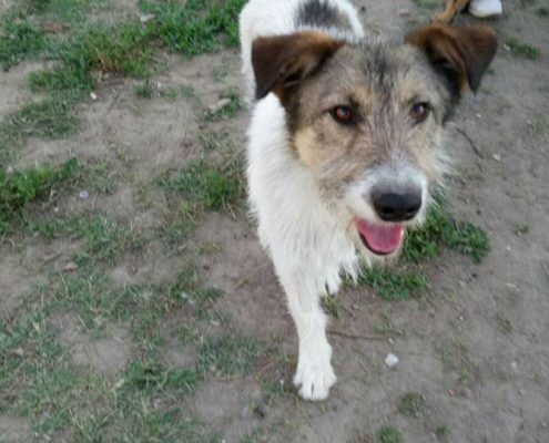 Zorro Dogsavior E. V. - Tierhilfe für den Norden Griechenlands - Ein neues Zuhause - Vermittlung - Patenschaft - Hund - Alitis