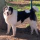 Joyce Zorro Dogsavior Jan25 Beitragsbild