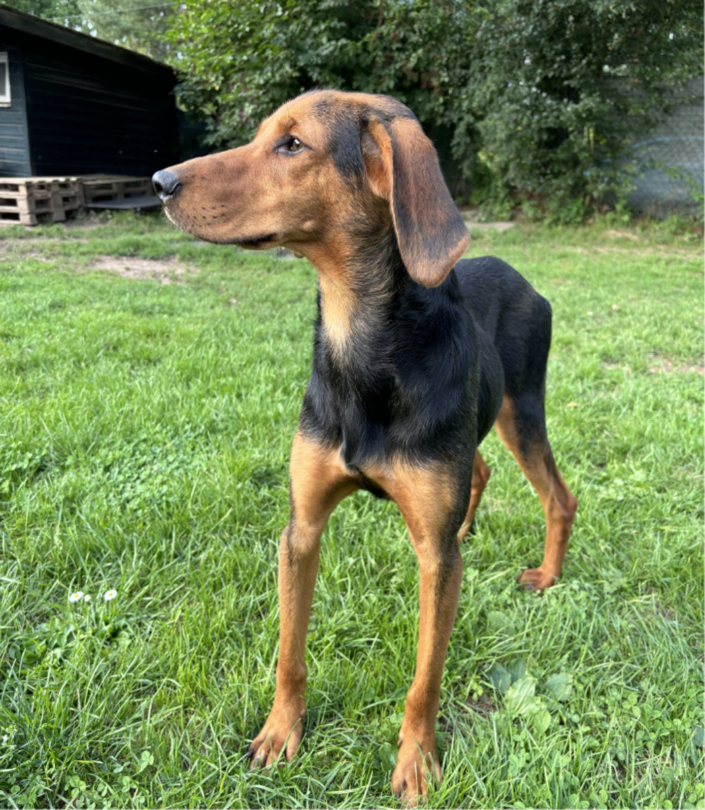 Foto von Jagdhund-Mischling Elfi