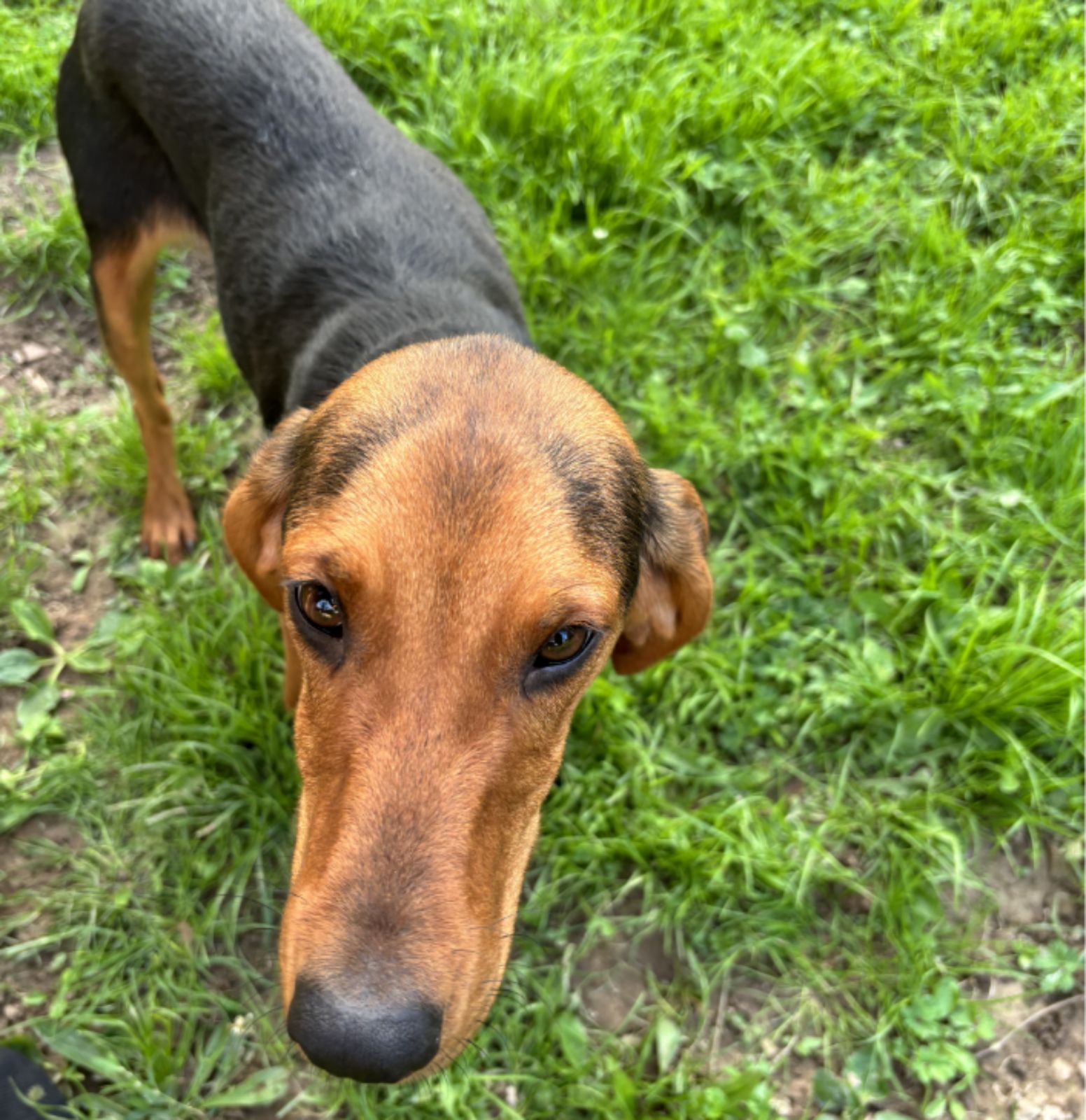 Foto von Jagdhund-Mischling Elfi