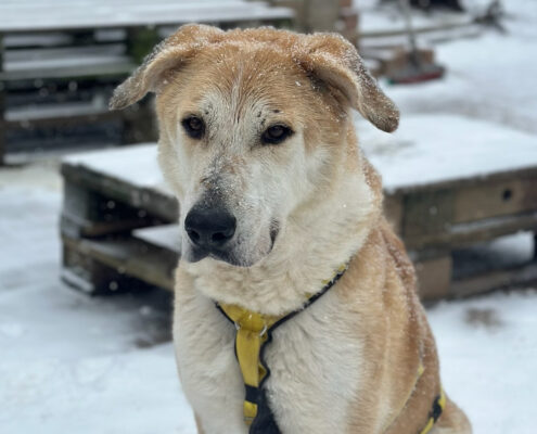 Tiger Zorro Dogsavior Jan25 Beitragsbild